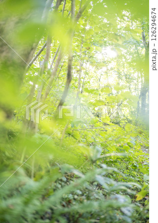 ブナの森　新緑・エコイメージ（大山木谷沢渓流） 126294674