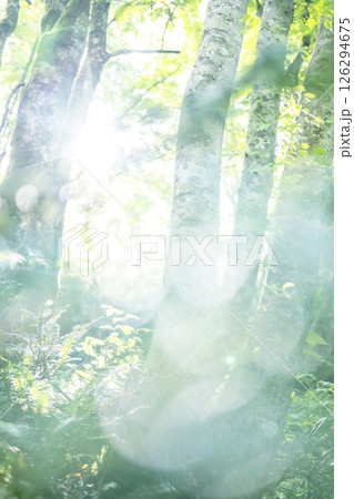 ブナの森　新緑・エコイメージ（大山木谷沢渓流） 126294675