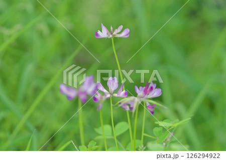 帰化植物 マメ科ゲンゲの開花 126294922