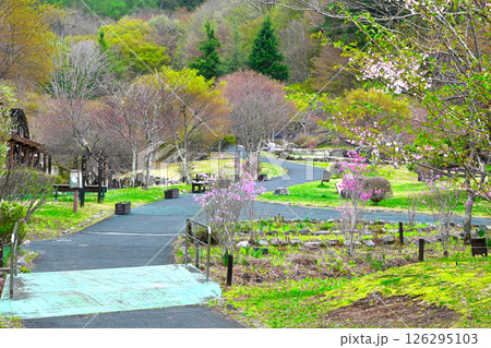 山中湖　花の都公園の景色 126295103