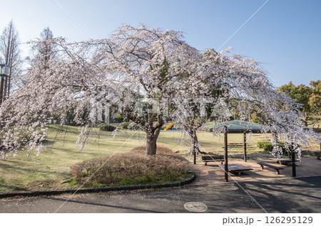 長浜公園　桜　横浜市金沢区 126295129