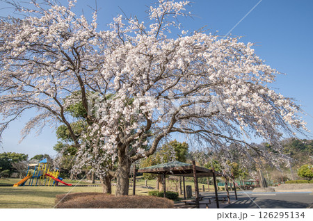 長浜公園 桜 横浜市金沢区 長浜公園 桜 横浜市金沢区 126295134