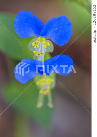 秋の野に咲く青い露草の花 126295152