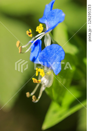 秋の野に咲く青い露草の花 126295153