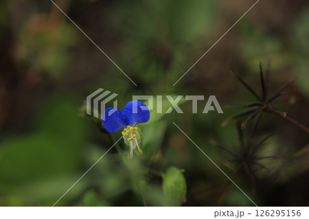 秋の野に咲く青い露草の花 126295156