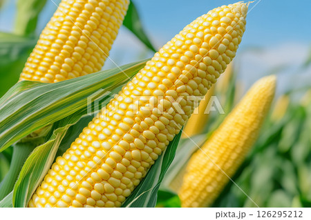 Close up of ripe corn cobs in sunny field with blue sky in background. 126295212
