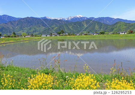 安曇野　5月の田園と北アルプス 126295253