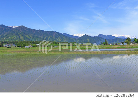 安曇野　5月の田園と北アルプス 126295264