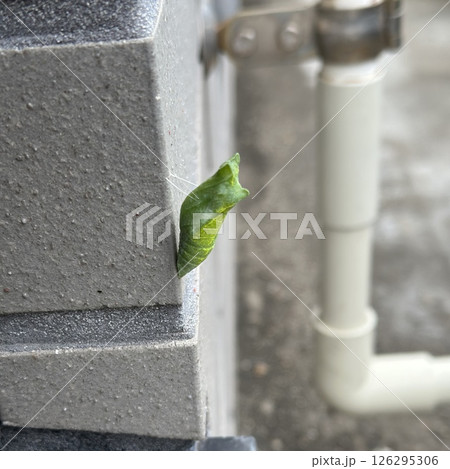 アゲハチョウのサナギ 126295306