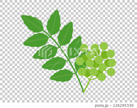 Illustration of Japanese pepper leaves and pepper berries Illustration of Japanese pepper leaves and pepper berries 126295330