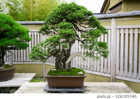 7837 盆栽 蝦夷松 「轟」 BONSAI 7837 盆栽 蝦夷松 「轟」 BONSAI 126295340