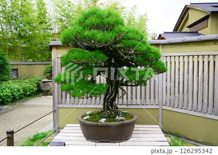 7839　盆栽　黒松　BONSAI 126295342