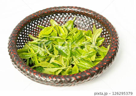 初夏に芽吹いて初摘みされた茶葉の新芽 126295379
