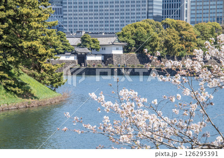 桜田門と桜　東京都千代田区皇居外苑 126295391