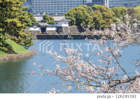 桜田門と桜　東京都千代田区皇居外苑 126295392