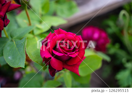 赤いバラ 126295515