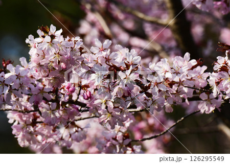 満開のエゾヤマザクラ 満開のエゾヤマザクラ 126295549