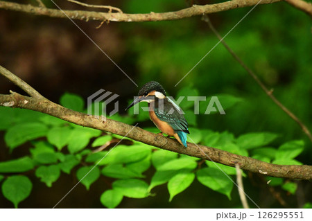 魚を探すカワセミの幼鳥 魚を探すカワセミの幼鳥 126295551