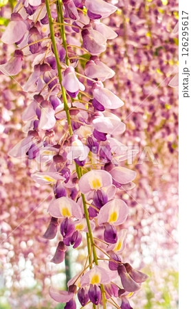 咲き誇る藤の花 126295617