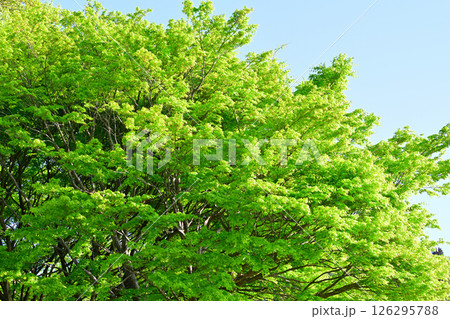 映える新緑の樹木　秩父高原牧場付近　東秩父村 126295788
