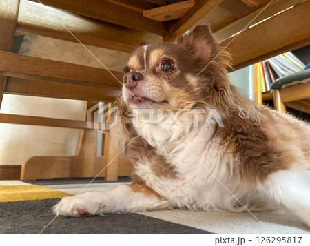 犬のなんでもない瞬間 126295817