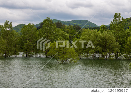 五月の錦秋湖水没林 126295937