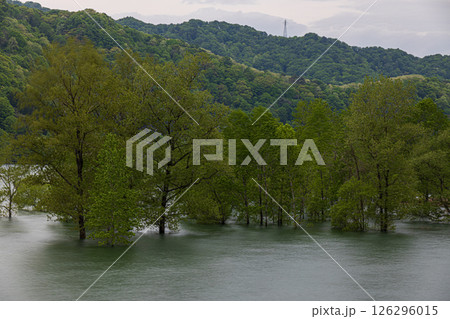 五月の錦秋湖水没林 126296015