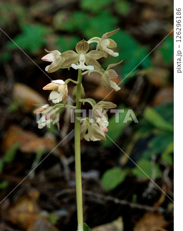 地上性のラン  ラン科エビネの開花  126296186