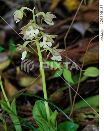 地上性のラン  ラン科エビネの開花  126296187