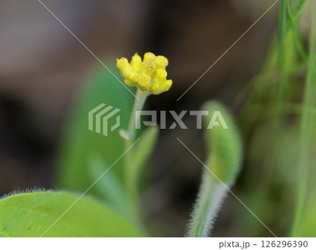キク科の越年草ハハコグサの黄色い花 キク科の越年草ハハコグサの黄色い花 126296390