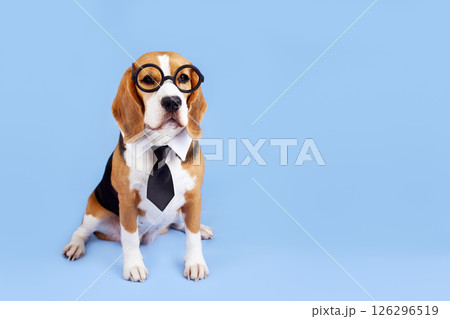 A beagle dog with round glass and a tie on a blue isolated background.  126296519