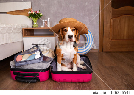 Beagle dog in a straw hat sits in a suitcase with things and a floating inflatable ring for a summer vacation at sea 126296541