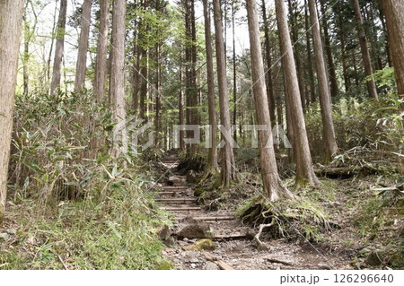 金時山登山 126296640