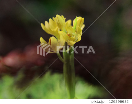 ラン科キンラン属の地上性ラン  キンランの開花 126296682