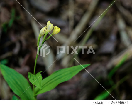 ラン科キンラン属の地上性ラン キンランの開花 ラン科キンラン属の地上性ラン キンランの開花 126296686