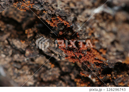 朽木表面にモジホコリ科と思われる赤茶（赤さび色）の変形菌（粘菌）群体（自然環境下ストロボマクロ撮影） 126296743