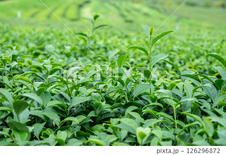 Tea leaves growing in plantation field. Camellia sinensis is a species of evergreen shrubs, its leaves and leaf buds are used to produce tea. 126296872