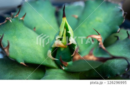 Close up detail of Agave Titanota leaf. Titanota is a succulent, borderline hardy, evergreen perennial forming a rosette of thick. Close up detail of Agave Titanota leaf. Titanota is a succulent, borderline hardy, evergreen perennial forming a rosette of thick. 126296995