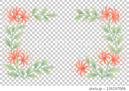 水彩のリコリス（彼岸花）フレーム  切り抜き背景 126297006
