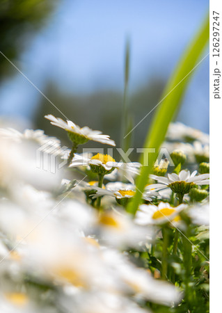 青空に向かって咲くカンシロギクの花 126297247