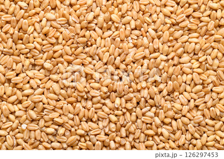Whole wheat grain texture background, Food ingredient Whole wheat grain texture background, Food ingredient 126297453