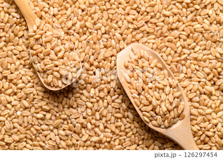Whole wheat grain with wooden scoop, Food ingredient, Top view 126297454