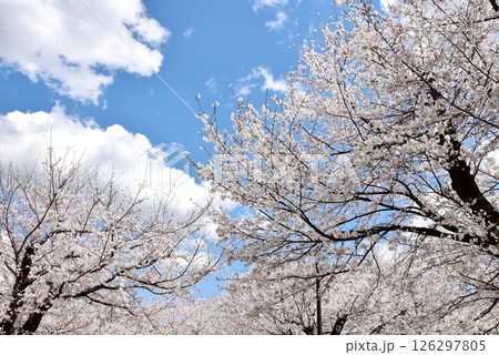 満開桜と青空 126297805