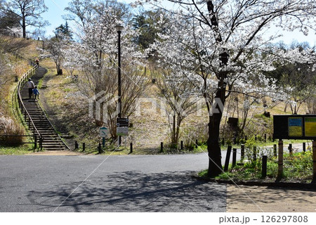 横浜市　こども自然公園の散策路と満開桜 126297808