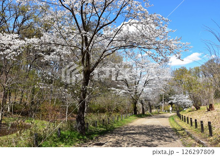 横浜市　こども自然公園の散策路と満開の桜並木 126297809