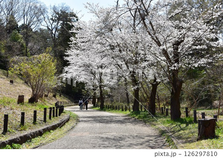 横浜市　こども自然公園の散策路と満開桜並木 126297810