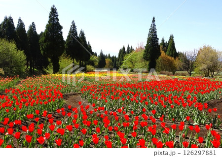 高原のチューリップ畑（竹田市久住町） 126297881