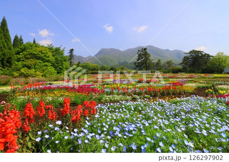 くじゅう連山と春彩の畑(竹田市久住町) くじゅう連山と春彩の畑(竹田市久住町) 126297902