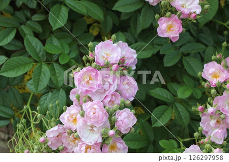 庭に咲く薄いピンクのバラ 126297958