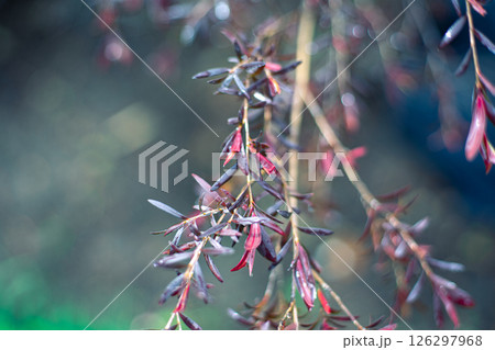 雨に濡れた赤い葉 126297968